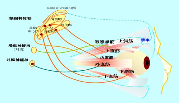 新潟大学医歯学総合病院眼科　高木峰夫先生作図