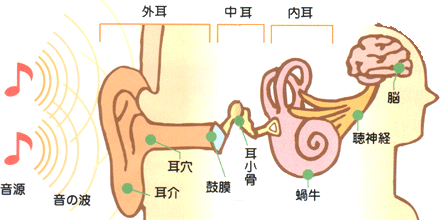 聞こえのしくみ・・・