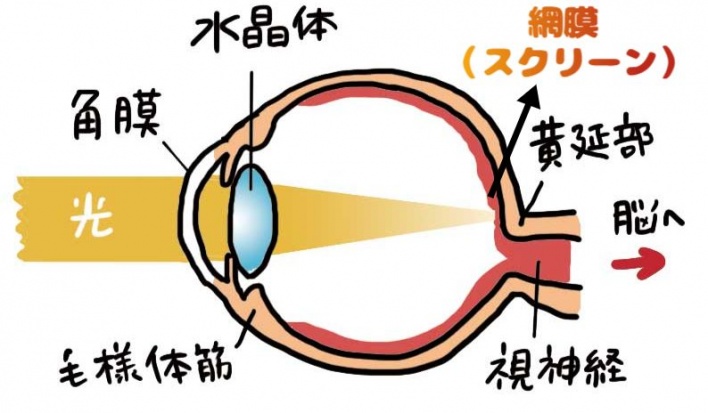 物の見え方