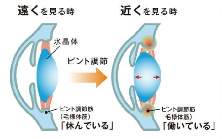 物の見え方　正視　近視　遠視